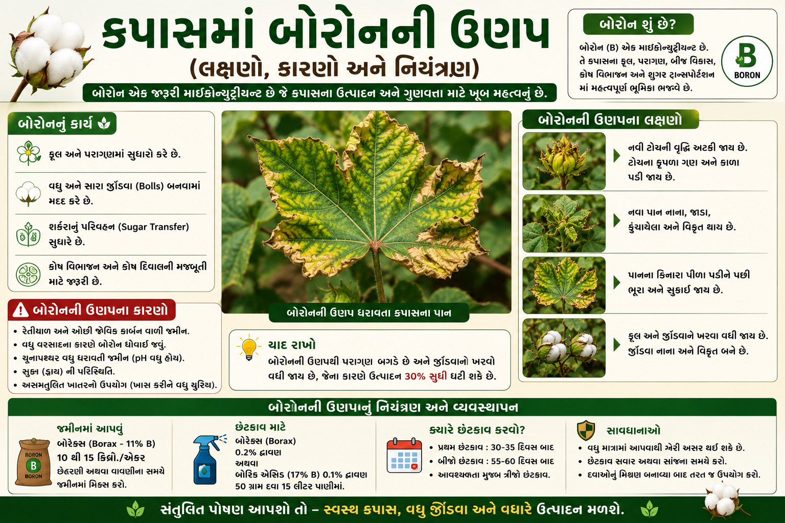 કપાસમાં બોરોનની ઉણપથી ફાલ ખરવો