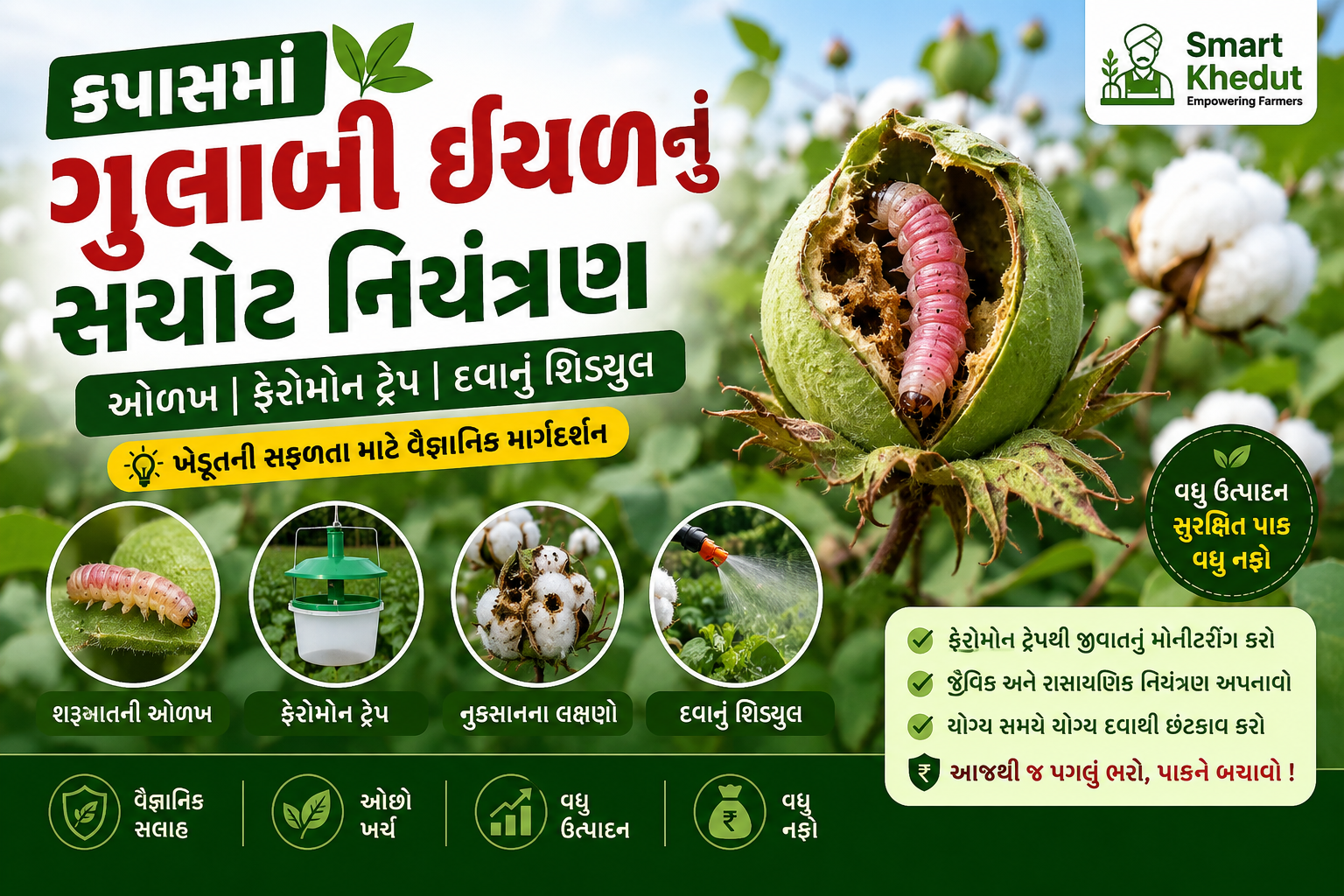 કપાસમાં ગુલાબી ઈયળનું સચોટ નિયંત્રણ: ઓળખ, ફેરોમોન ટ્રેપ અને દવાનું શિડ્યુલ