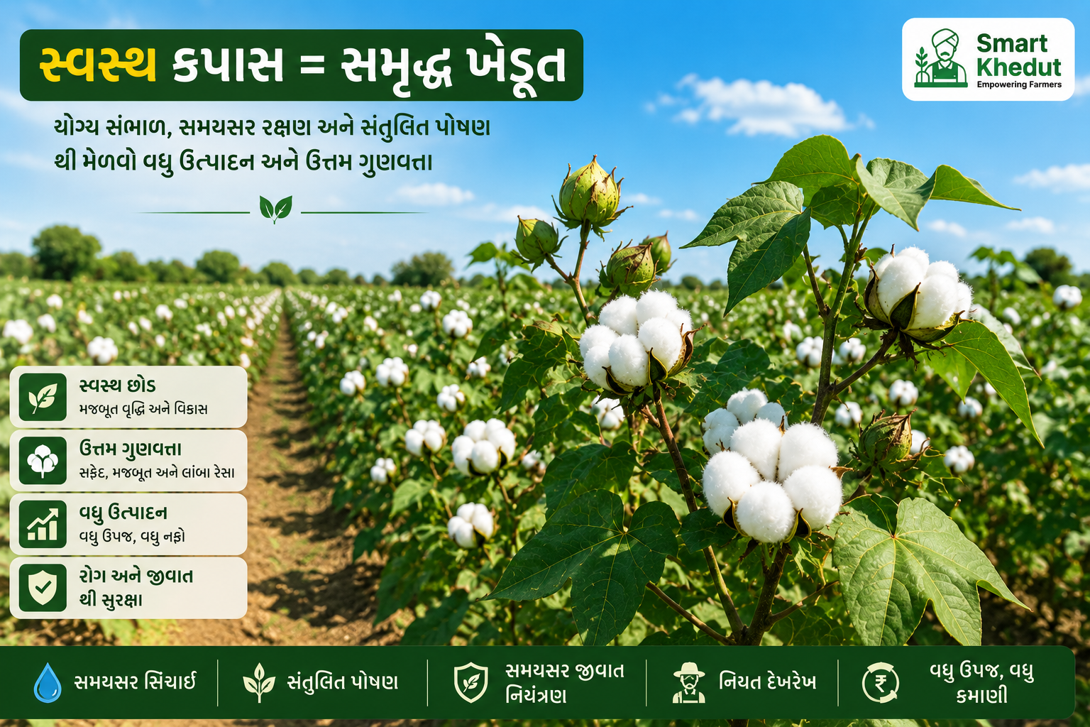 સ્વસ્થ કપાસનો પાક અને ખેડૂતનો નફો