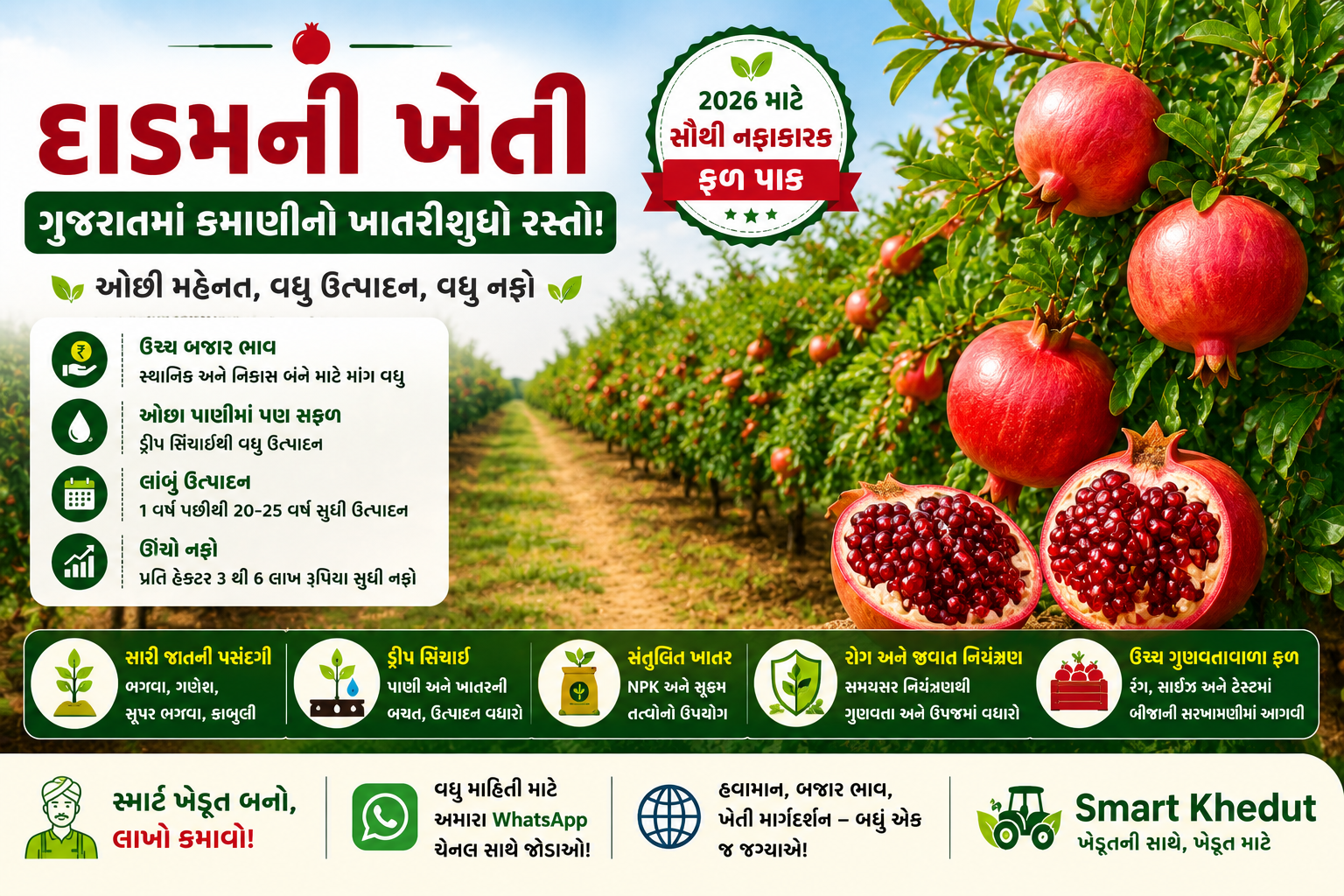 દાડમની આધુનિક ખેતી