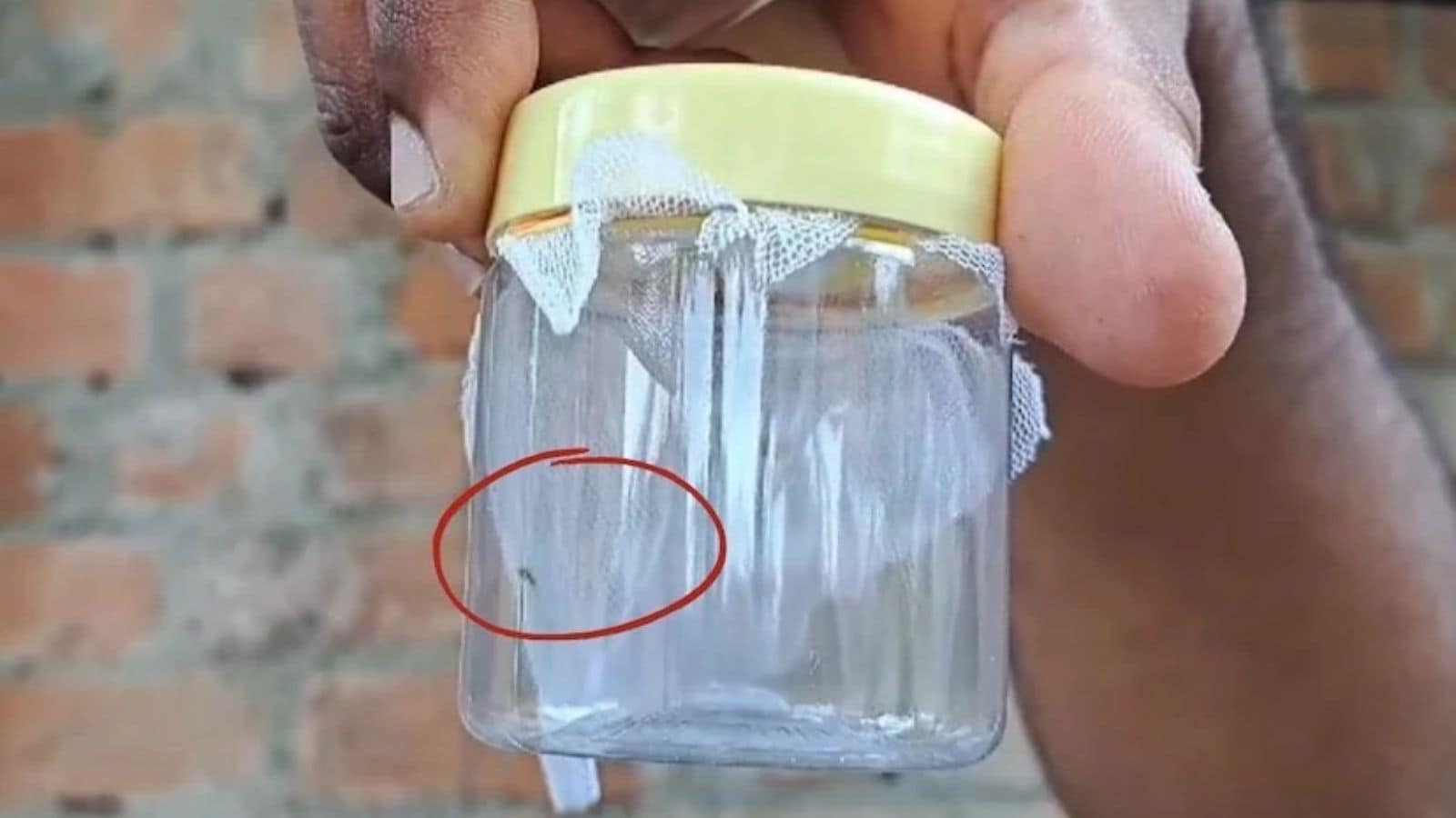 Gujarat Chandipura virus: 12 child deaths in 22 days. Here's what you need to know