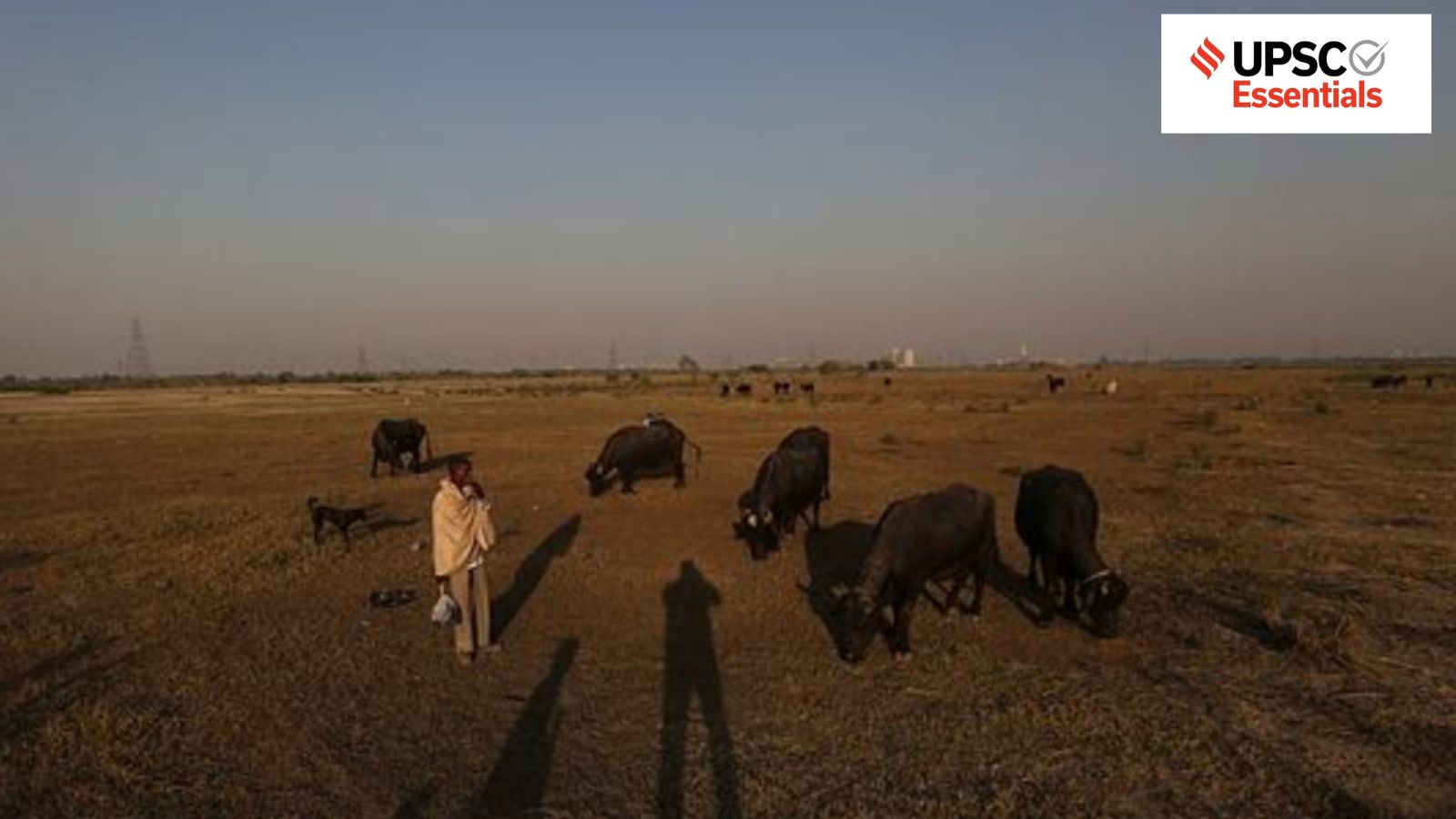 પશુપાલન: શું કાયમી સમાધાન એ વિકાસનો એકમાત્ર રસ્તો છે?