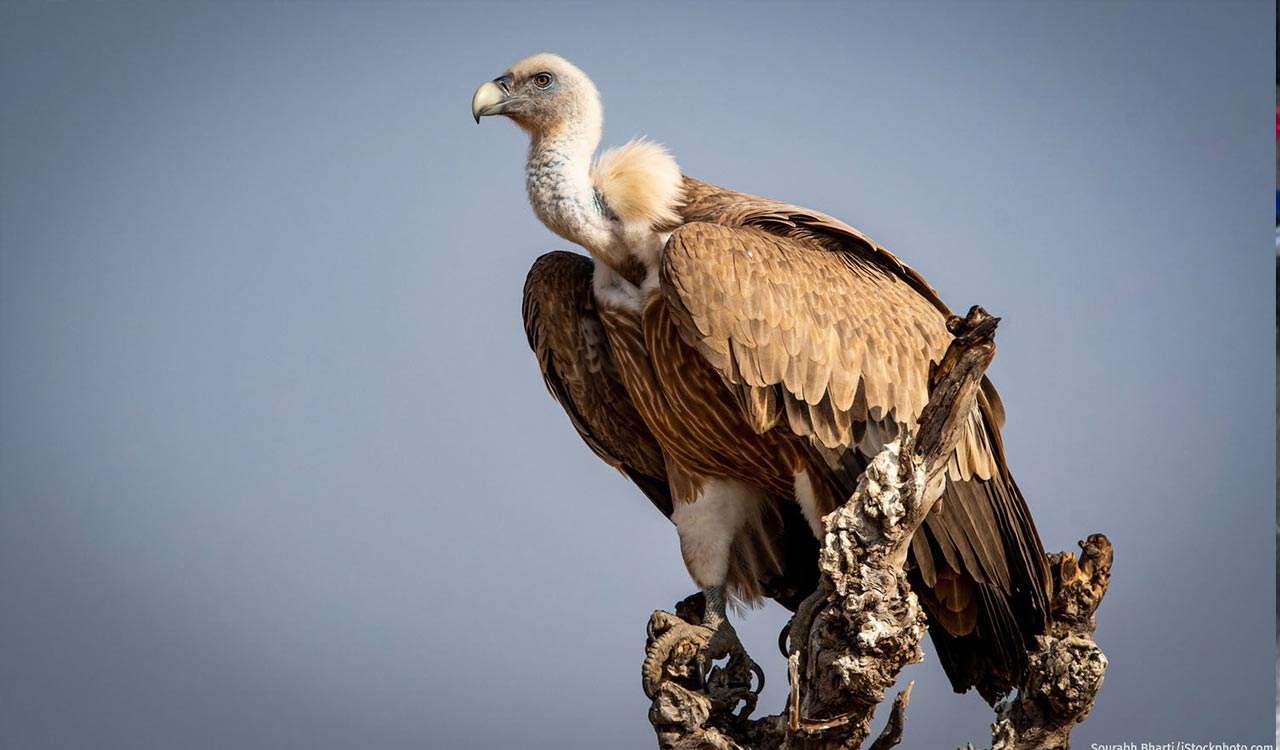 Flight of hope: Rehabilitated vulture soars over 1,600 km in 8 weeks after release in Maharashtra