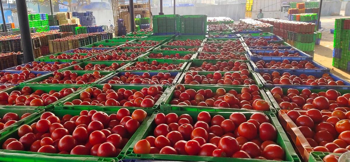 Tomato prices crash, farmers urge government to provide support price
