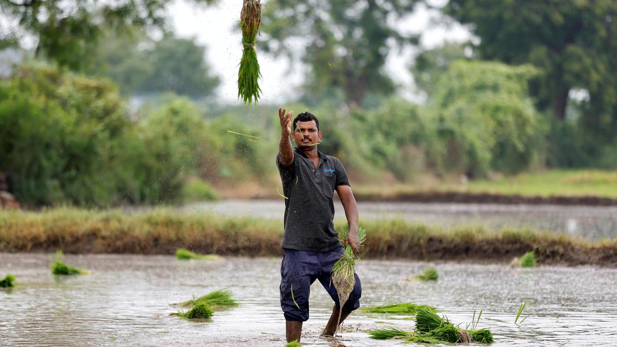 Indian govt to scale up digital crop survey in the current kharif season