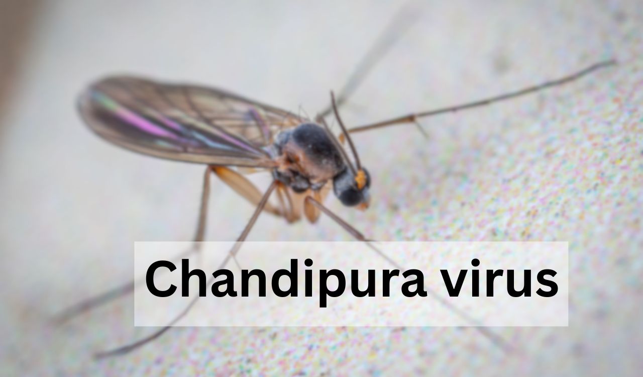 ગુજરાતના ચાંદીપુરા વાયરસના મૃત્યુએ તેલંગાણાના 2003 ના ફાટી નીકળ્યાની યાદોને તાજી કરી.