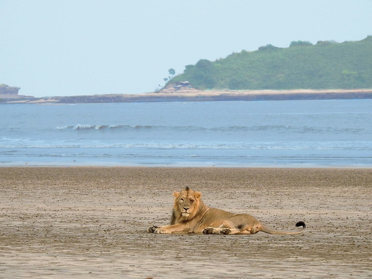 Gujarat's coastal lions thrive on wild prey, study debunks livestock dependence myth