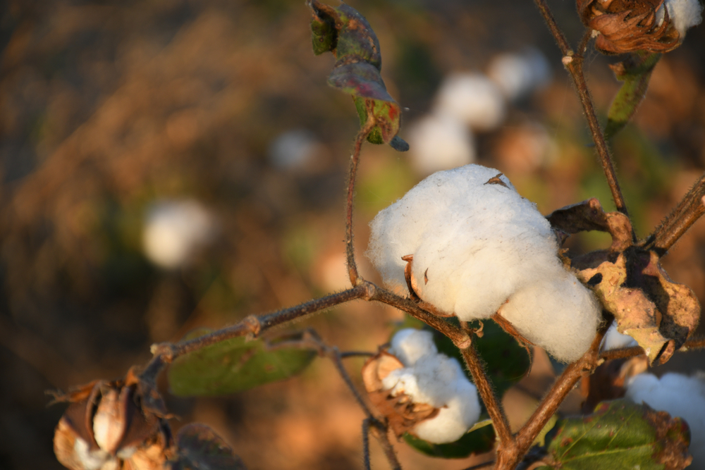 White gold: Cotton continues to weave India’s economic story