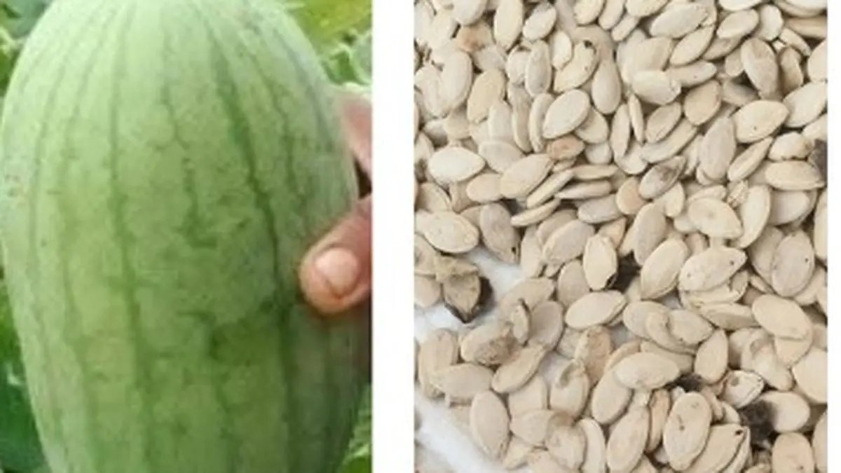 Import fears cast shadow over watermelon farmers ahead of new season