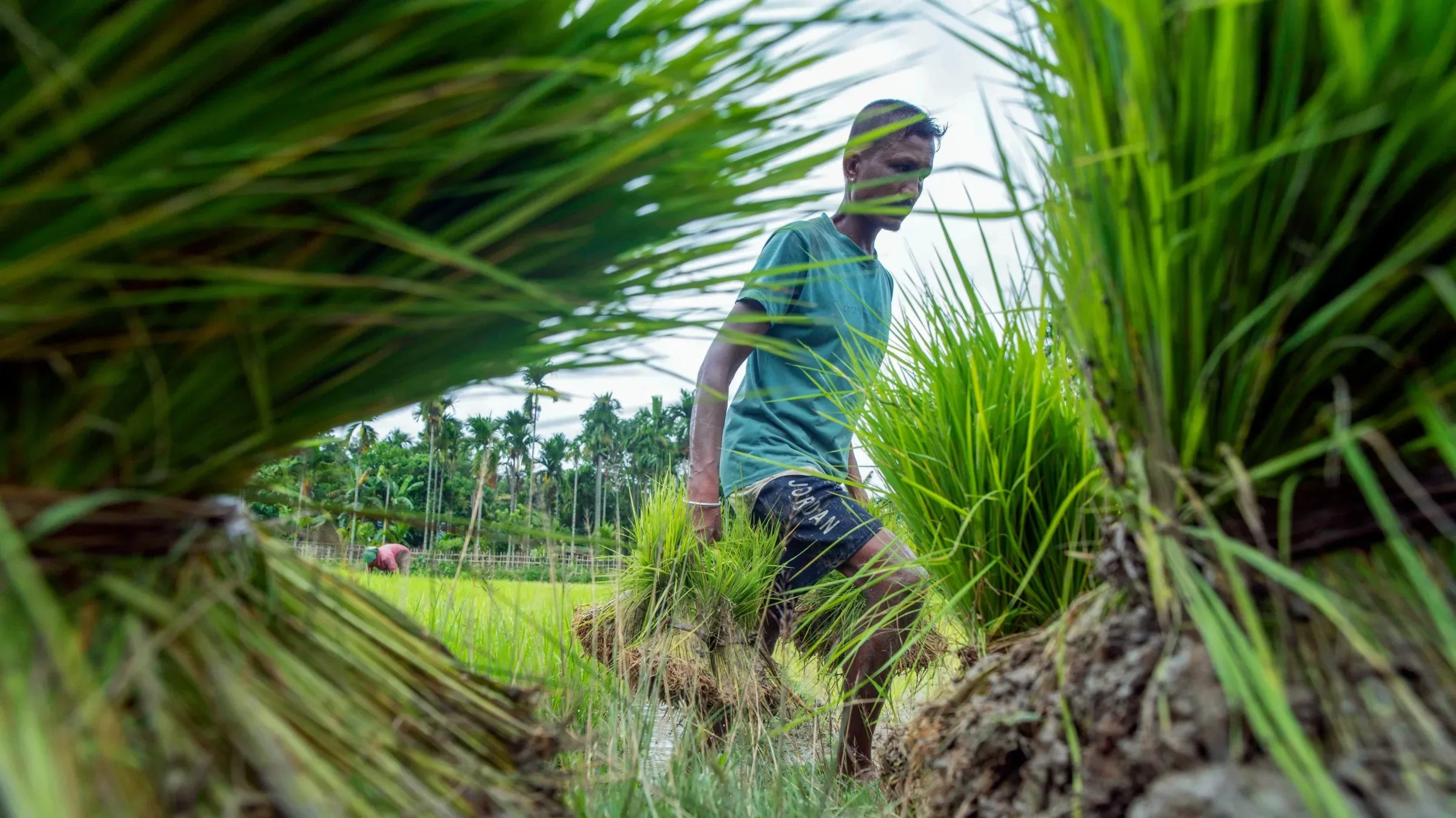 Why is kharif sowing still lagging despite better July rainfall? Here’s what the figures say
