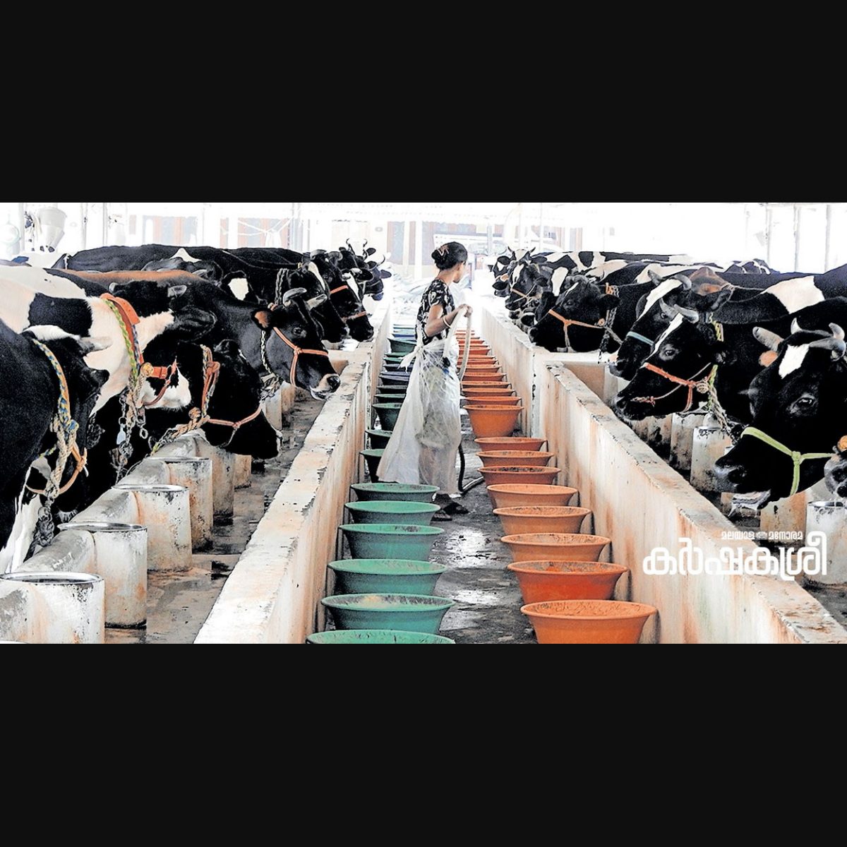 A peek at Kerala dairy farm where young professionals, CAs generate ₹20 per month
