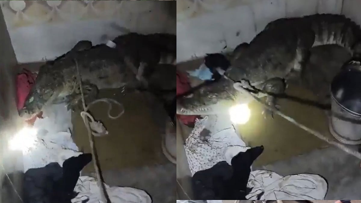 Shocking! 7-Foot Crocodile Found Inside Gujarat Home Bathroom, Rescued Safely In Anand - VIDEO