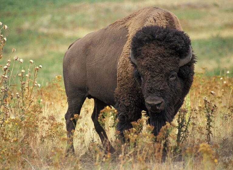 Mexico Reintroduces Bison After 160 Years of Extinction