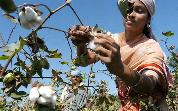 India’s Kharif Sowing Area Reaches 1,056.7 Lakh Hectares; Pulses Gain as Rice Acreage Declines
