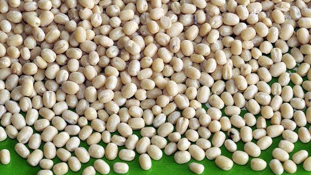 Urad eases on improved crop prospects, weak demand