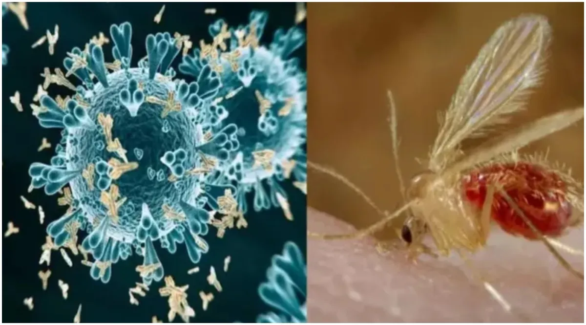 Chandipura Virus Outbreak: Gujarat Records 12 Positive, 63 Suspected Cases; Health Minister Holds Review Meeting