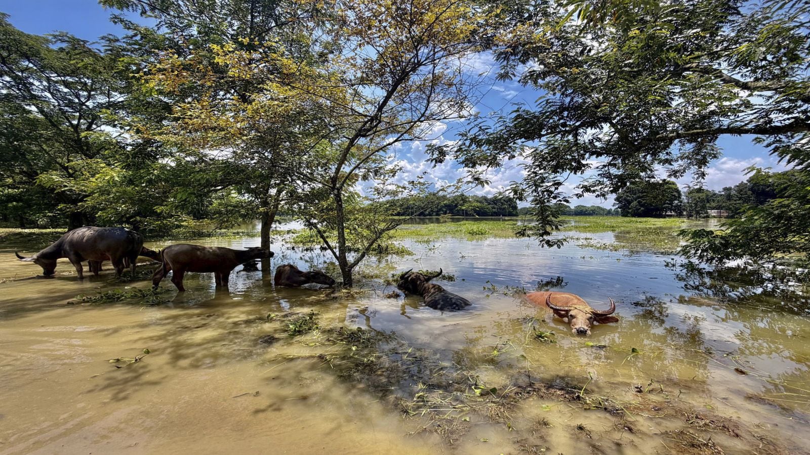 Assam floods 2026: India's deadliest flood disasters over the last two decades
