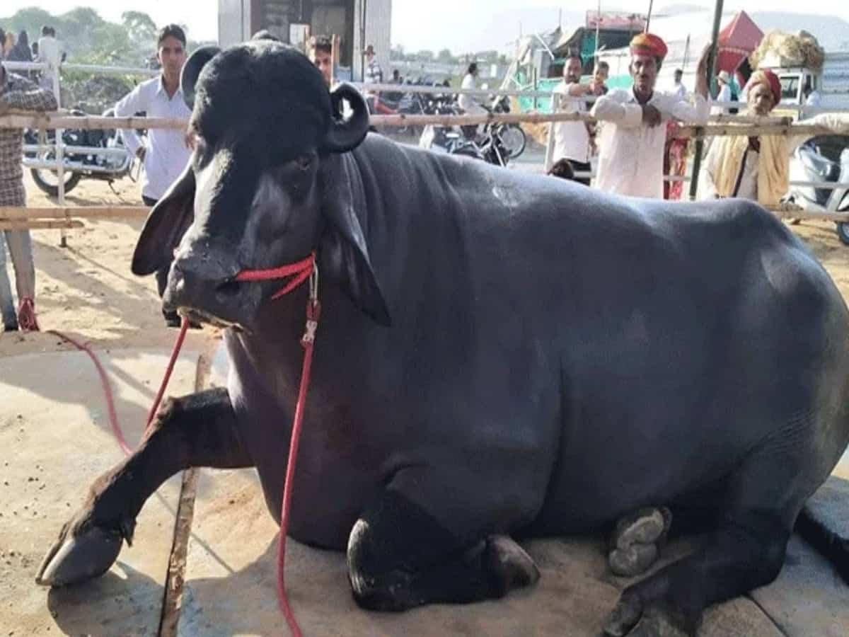 New markets for India’s buffalo meat aid dairy economy