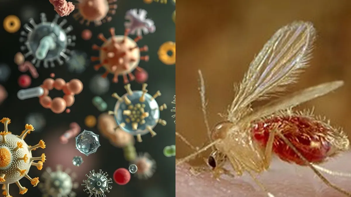 Gujarat On High Alert As Chandipura Virus Claims 10 Lives; 26 Cases Confirmed, 150 Suspected