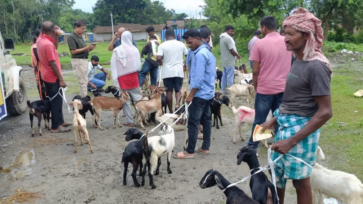 બિહાર ઓક્ટોબરમાં તેના સહકારી દૂધ સંઘ દ્વારા બકરીનું દૂધ બજારમાં રજૂ કરશે
