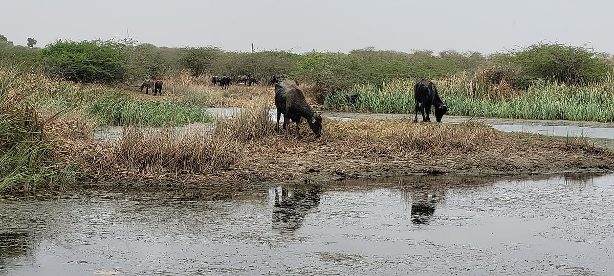 Delayed monsoon is driving ecological distress and economic strain across Kutch