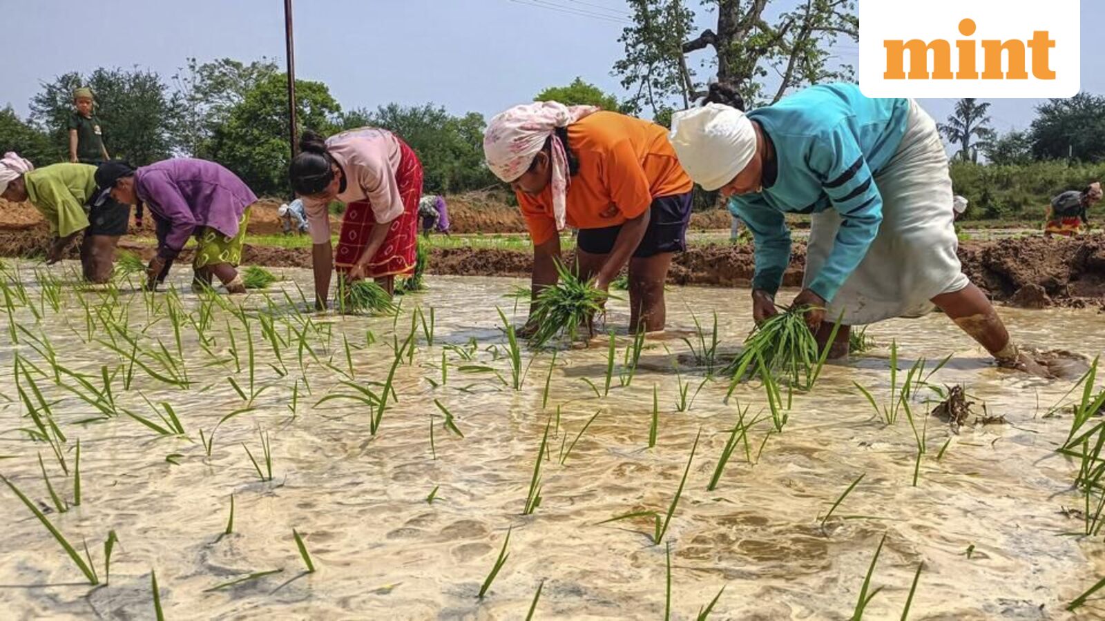 Kharif sowing gap narrows, but acreage remains below year-ago level