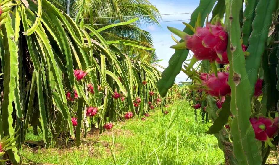 From Army to Agriculture: 61-Year-Old Makes Rs 4 Lakh Growing Dragon Fruit