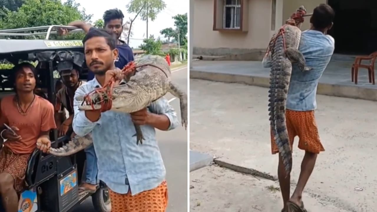Bihar Farmer Carries Five-Foot Crocodile On Shoulders To Police Station (WATCH)