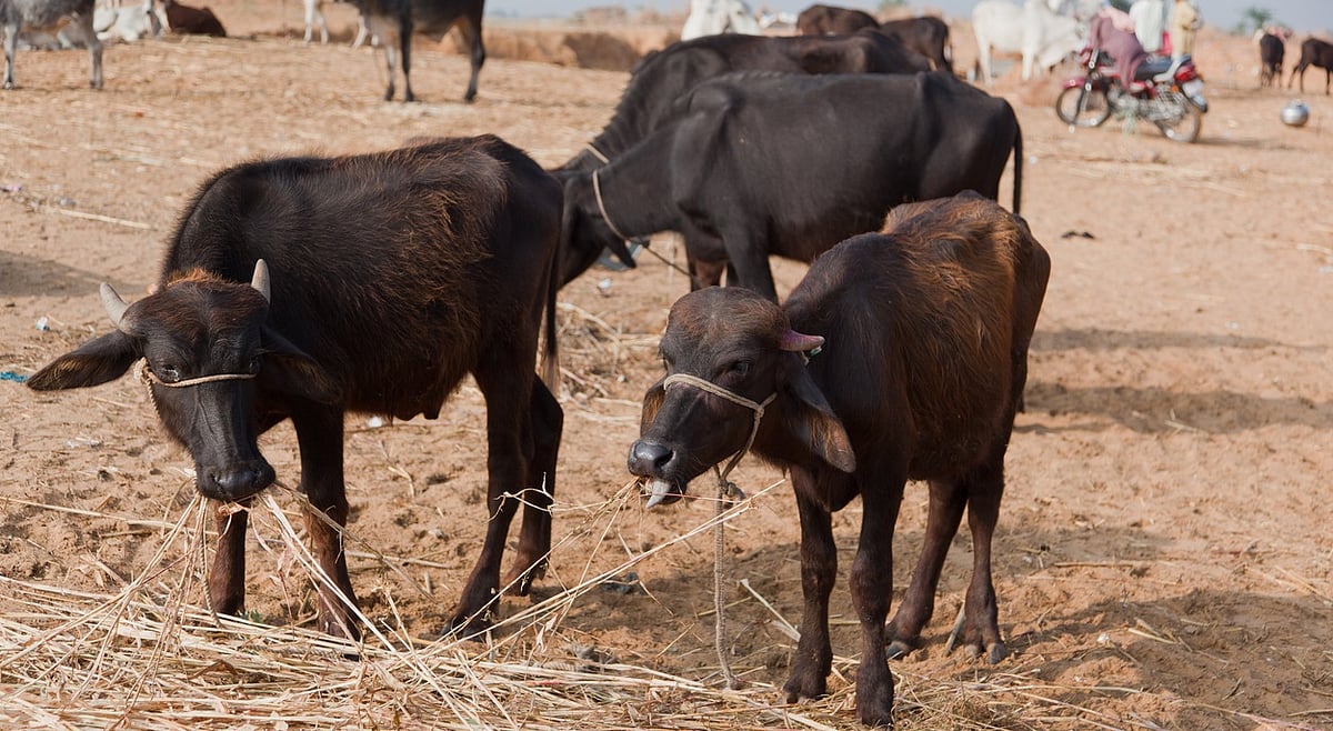 Super El Nino: The next inflation shock may begin in India’s fodder fields