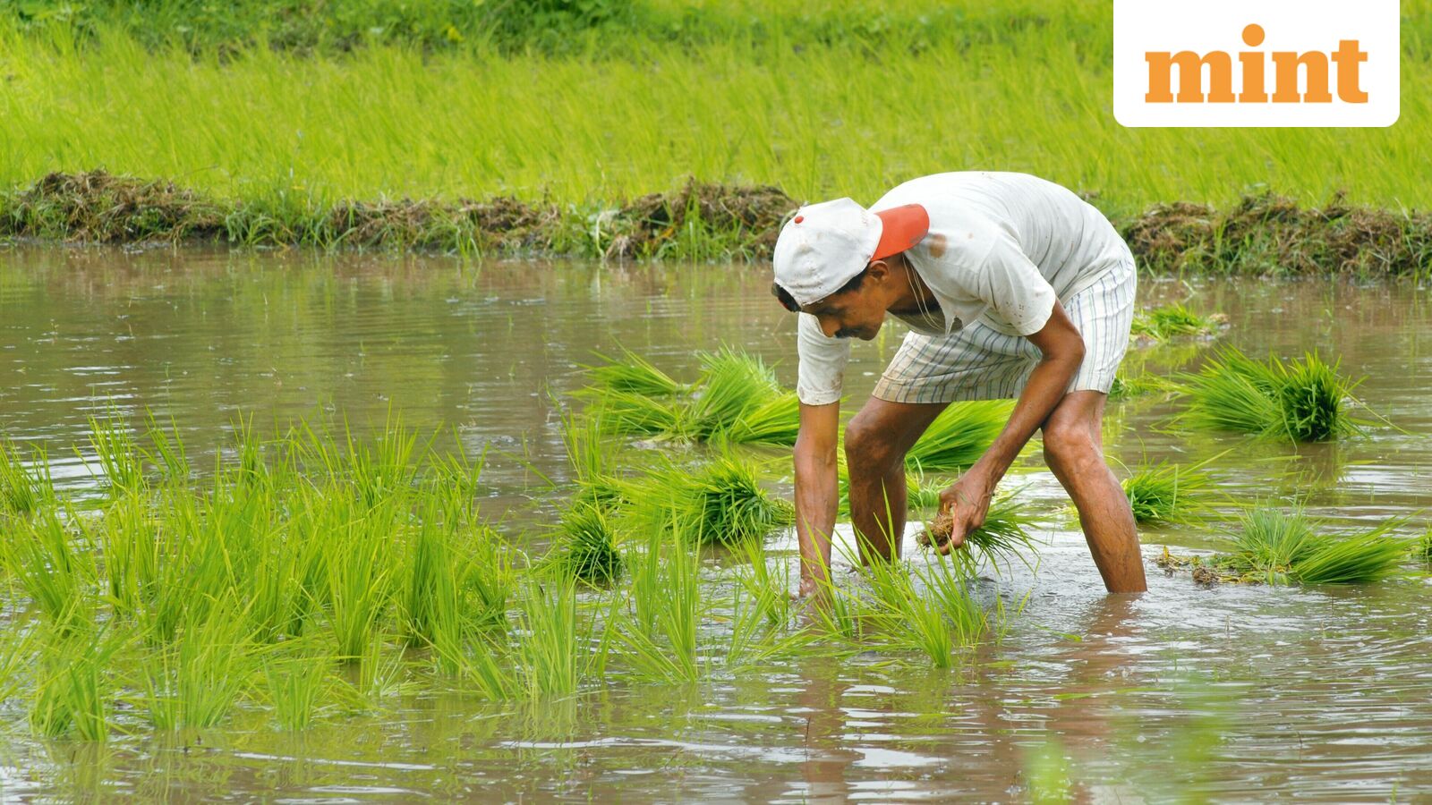 Monsoon set to revive in northwest India, boosting kharif sowing prospects