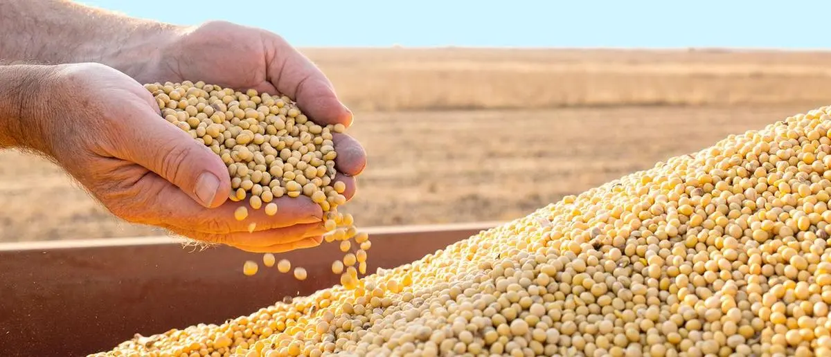 India’s soyabean acreage recovers as July rains boost sowing