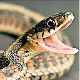 Madhya Pradesh’s ‘snake census’: Why does it matter for snakebite deaths?