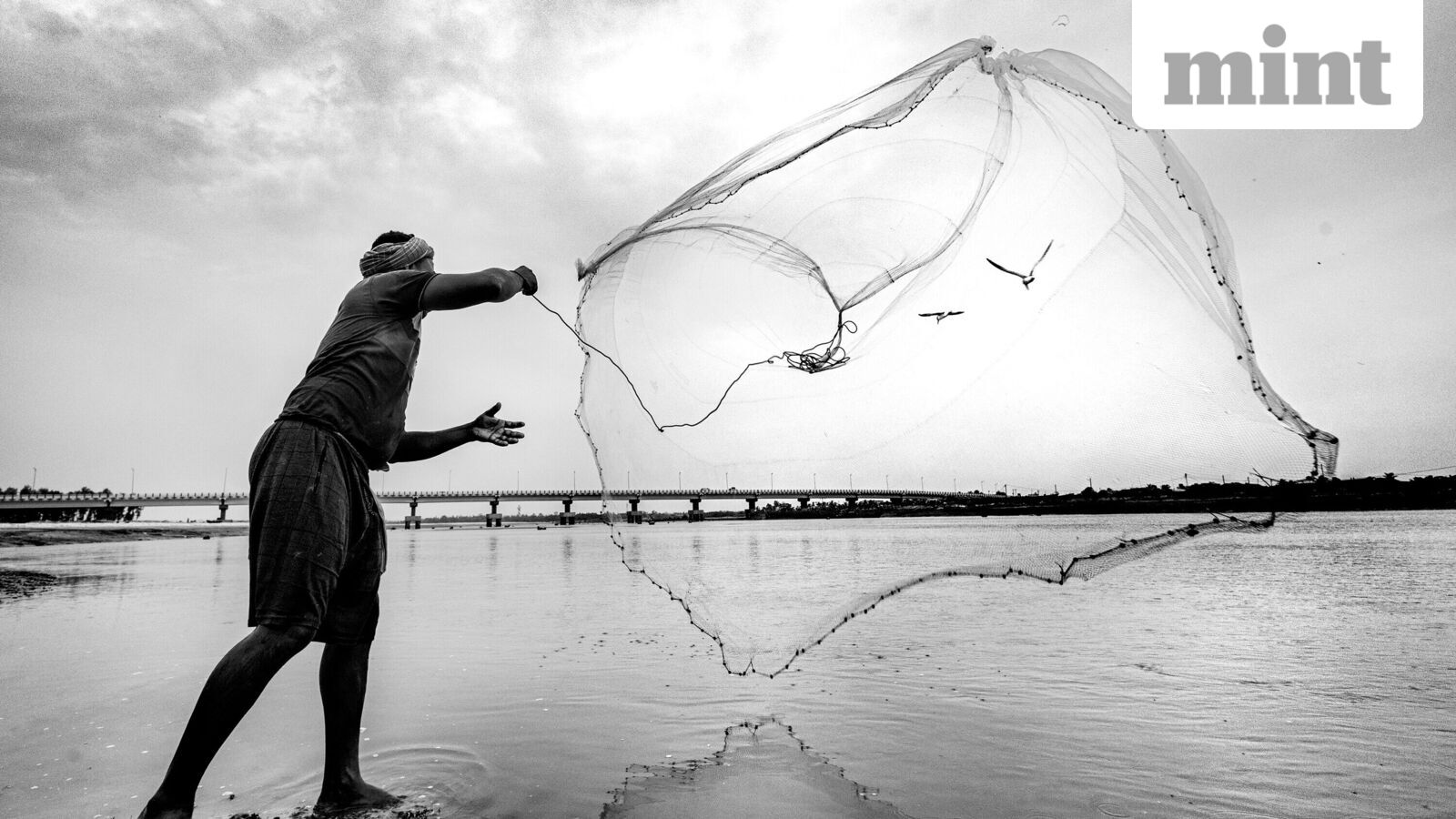 Saturday Feeling: Bengal's hilsa is swimming against the tide