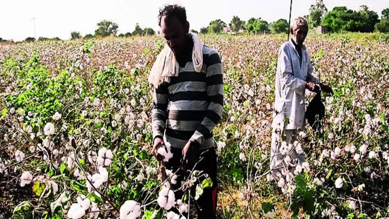 Explained: Why Cotton is India's "White Gold"