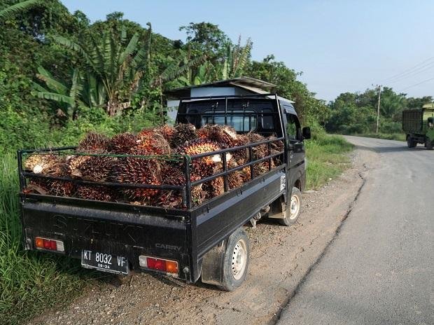 Oil palm mission meets 42% of 650,000 hectare target; no higher aid planned