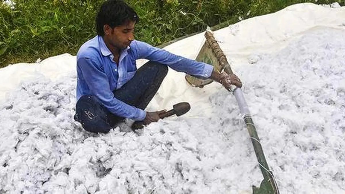 Cotton firms up on dip in area, rise in global price