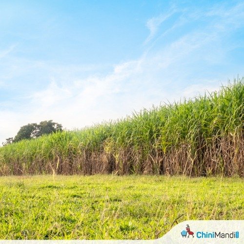 Sugarcane acreage slips below last year as kharif sowing reaches 967.92 lakh hectares