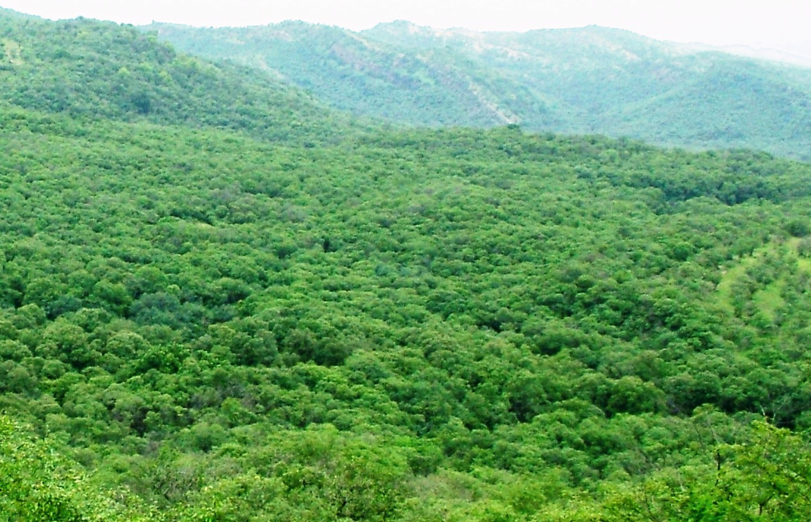 India’s first AI-powered bird sanctuary to come up in Maharashtra