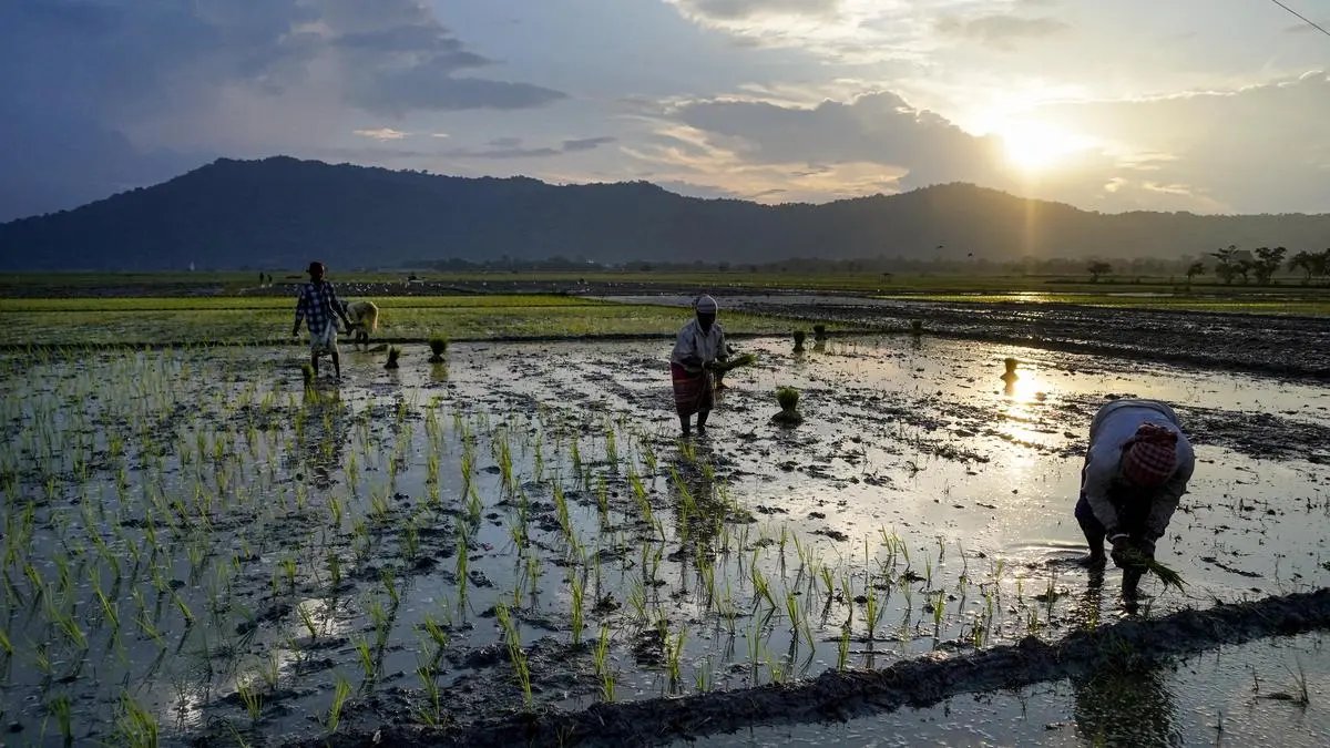 India’s kharif crop area 21 lakh hectares less than a year ago as pace of sowing slows