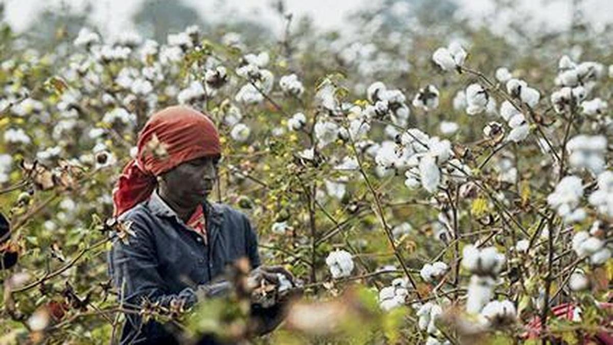 Indian domestic cotton prices rise on global cues, firm demand