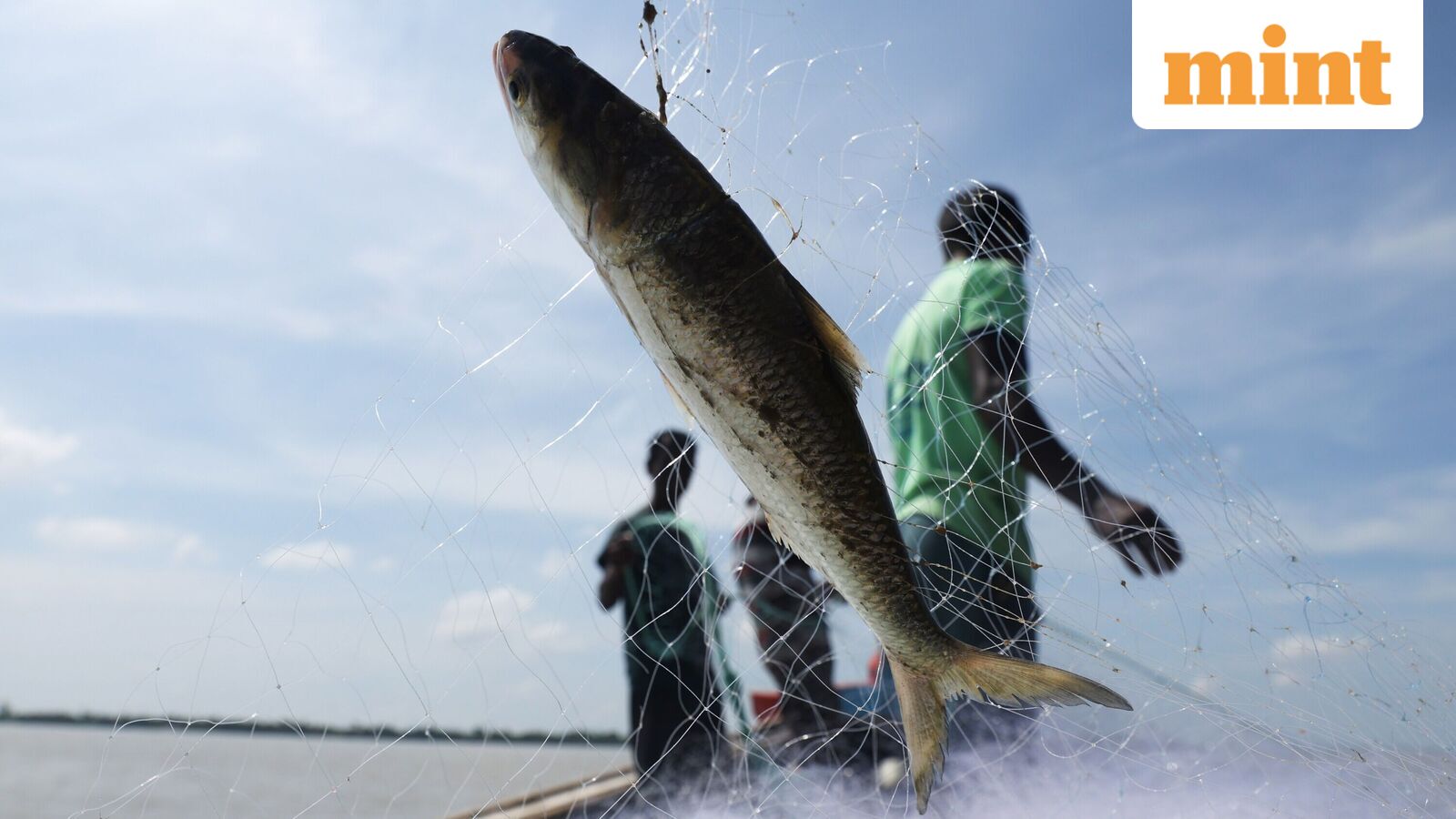 Why Bengal's favourite fish hilsa is missing from the nets