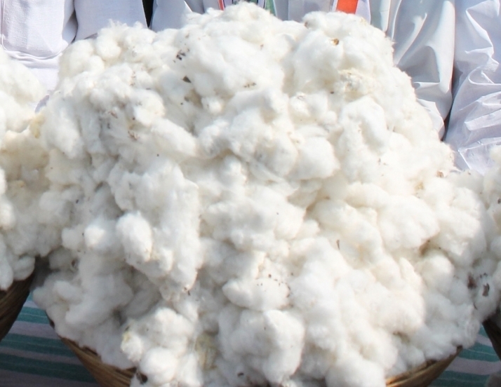 India Eyes Higher Cotton Output As ‘white Gold’ Powers Economy