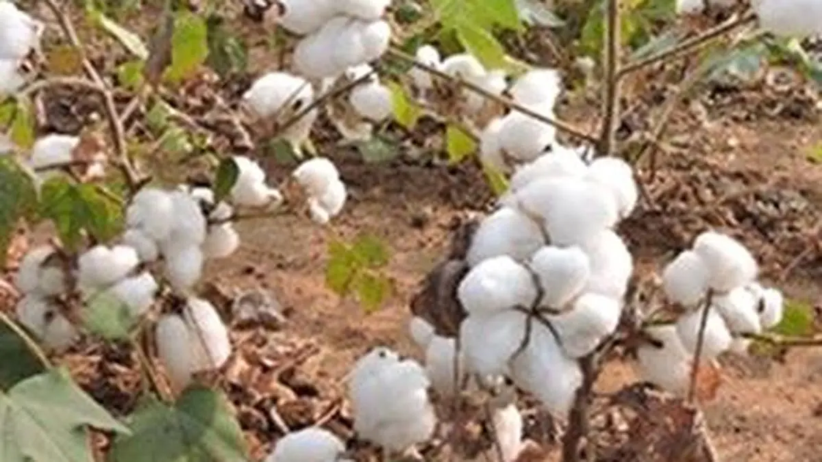 India’s cotton area expands as monsoon gathers pace, coverage tops 100 lakh hectares