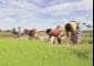 Kharif sowing gap with last year narrows further during week ended July 24