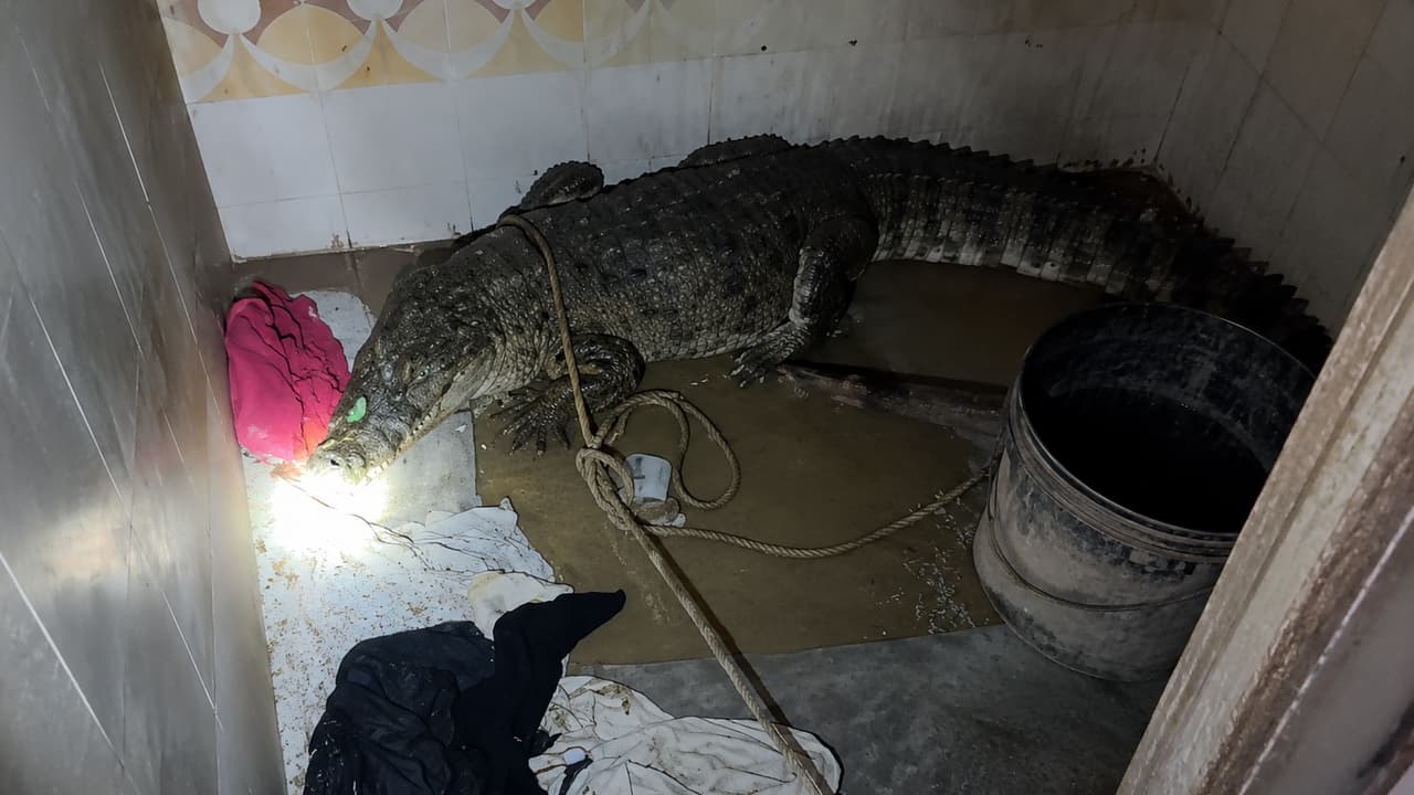 Gujarat Family Opens Bathroom Door, Finds 7-Foot Crocodile; Viral Video Leaves Internet in Complete Shock